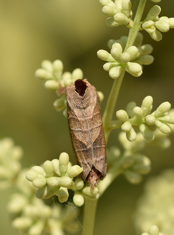 Clostera curtula e Clostera anastomosis - Notodontidae